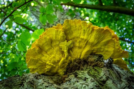 Edible mushroom Laetiporus sulphureus commonly known as crab of woods, sulphur polypore or Chicken of woods on tree trunk - Czech Republic, Europe
