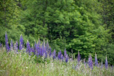 Sommerwiese mit einer Gruppe vieler blauer Blüten von Lupinus polyphyllus, allgemein bekannt als Dickblättrige Lupine. Grüne Bäume im Hintergrund. Tschechische Republik, Europa.