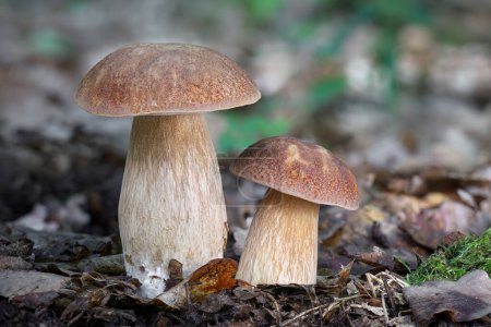 Plan détaillé de deux étonnants champignon comestible Boletus reticulatus communément appelé cep d'été. Fond flou avec espace de copie. République tchèque, Europe