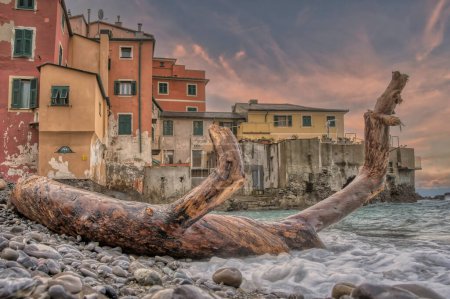 Boccadasses Shoreline Driftwood Beacon Italy. High quality photoA giant driftwood log foregrounds the weathered facades of Boccadasse at sunset
