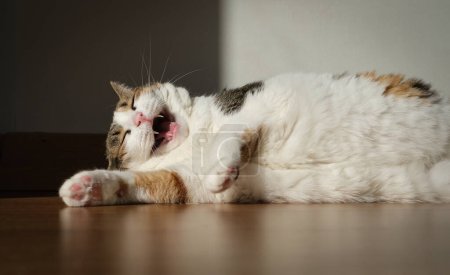 Photo for Smiling cat lies down and enjoying with sun shine - Royalty Free Image