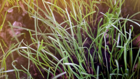 Photo for Macro shoot of green grass - Royalty Free Image