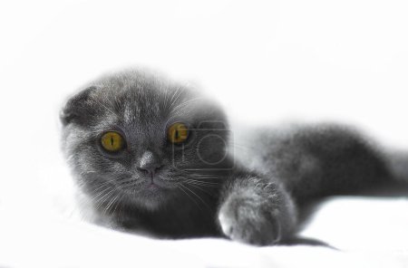 Foto de Orejas de lop gato británico gris y púrpura tonalidad. Gato escocés. Escocés con orejas dobladas. Hermoso primer plano de gato. Foto creativa. Foto de alta calidad - Imagen libre de derechos
