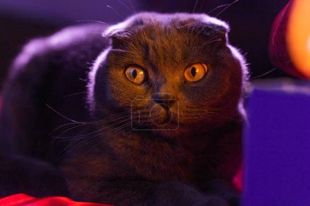 Foto de Orejas de lop gato británico gris y púrpura tonalidad. Gato escocés. Escocés con orejas dobladas. Hermoso primer plano de gato. Foto creativa. Foto de alta calidad - Imagen libre de derechos