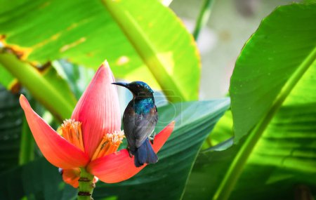 Téléchargez les photos : Sunbird à gorge brune bel animal dans la faune tenant sur pétale Fleur de banane dans le fond de la nature - en image libre de droit