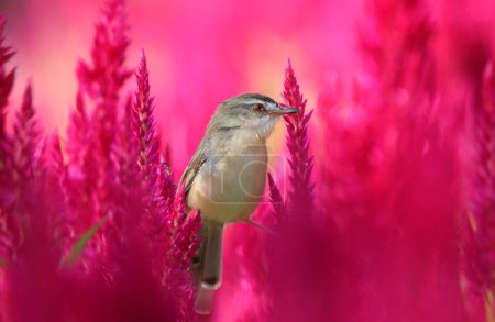 White-browed Prinia little bird perched on cockscomb pink flowers.