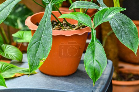 Téléchargez les photos : Philodendron bette waterbury dans le jardin - en image libre de droit