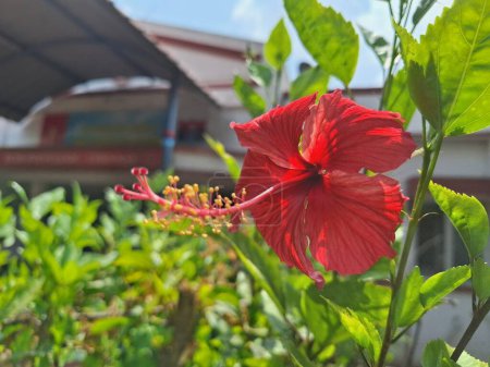 Hibiscus is a flowering plant which is typically grown in warm tropical climates. These flowers are large and are shaped like a trumpet. There are around 200 species of this plant.