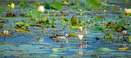 Photo for Cotton pygmy goose swims in the lake through the lotus leaves. Beautiful habitat shot. - Royalty Free Image