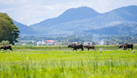 Foto de Manada de búfalos en el campo de hierba del pueblo rural, paisaje y cordillera en el fondo. - Imagen libre de derechos