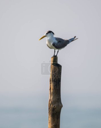 Grande perche à crête sur un poteau en bois, sterne isolée sur un fond clair. Portrait d'oiseau de sterne.
