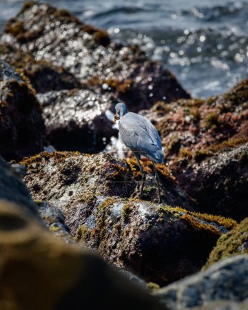 Héron du récif occidental avec une prise, poisson enroulé autour de son bec pointu pointu, photo de derrière l'oiseau.