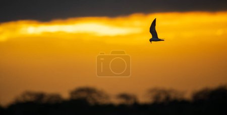 Téléchargez les photos : Oiseau sterne en vol silhouette photo contre des nuages orange dramatiques en arrière-plan. - en image libre de droit
