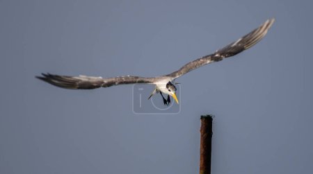 Oiseau sterne à crête plus grande atterrissant sur un poteau créé par le pêcheur sur la plage de Midigama.