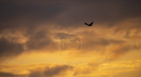 Foto de Siluetas Brahminy cometa águila volando contra los brillantes cielos dramáticos temprano en la mañana. - Imagen libre de derechos