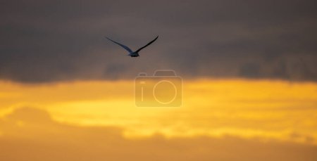 Tourner oiseau volant dans la photo de silhouette de distance contre un ciel brillant matin doré.