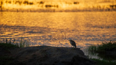 Indischer Teichreiher steht morgens allein in der Nähe der Lagune des Bundala-Nationalparks