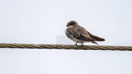 Sand Martin bird perch on a wire, Swallow isolated against the clear skies.