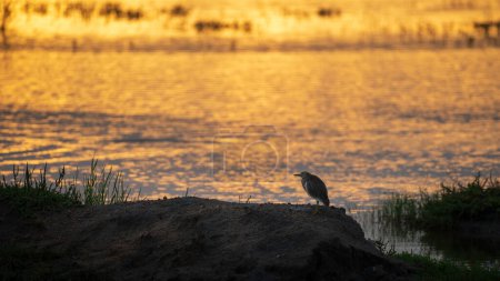 Garza del estanque indio parada sola en la mañana cerca de la laguna del parque nacional de Bundala