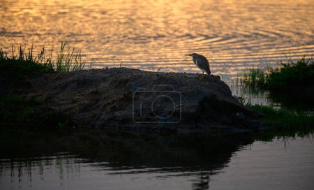 Garza de estanque india parada sola cerca de la laguna en el parque nacional de Bundala, luz dorada de la mañana reflejada en la superficie del agua,