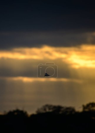 Téléchargez les photos : Oiseau sterne en vol silhouette photo. rayons du soleil éclatent à travers les nuages sombres le matin. - en image libre de droit