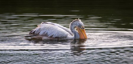 Spot-billed Pelican dips its bill inside waters, hunting fish early in the morning.