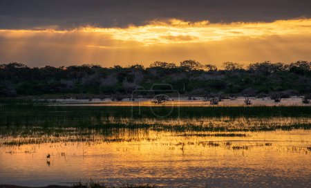 Morgen Goldene Stunde Landschaft im Bundala Nationalpark, Sonnenstrahlen blicken durch Wolken und goldenes Licht reflektiert die Lagune.