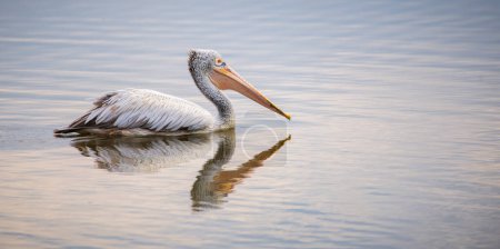 Pélican à bec tacheté nage dans les eaux calmes de la lagune dans le parc national de Bundala, lumière douce du matin et reflet du pélican à la surface de l'eau.