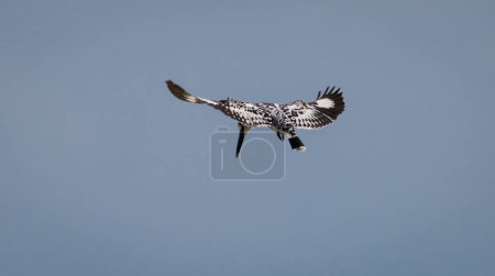 Photo for Pied Kingfisher hovering over a water stream, waiting for the right moment to dive. - Royalty Free Image