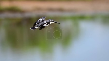 Pied Kingfisher rapid flight over the lake.