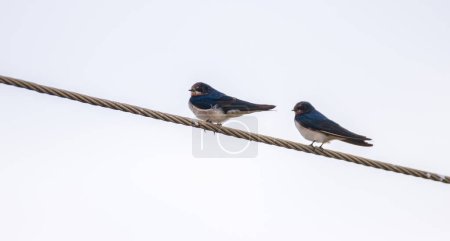 Foto de Par de pájaros Golondrinas descansando sobre un alambre - Imagen libre de derechos