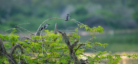 Pair of pied kingfishers perch, a lagoon in the background. Natural habitat shot.
