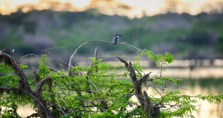 Beautiful Pied kingfisher bird perch, a lagoon in the background. Natural habitat shot.