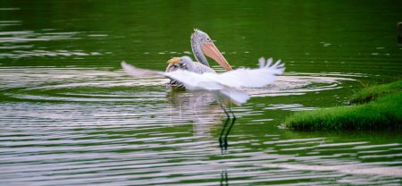 Spot-billed pelican calmly swimming on the lagoon in the morning as the white heron flies in front of the photo.