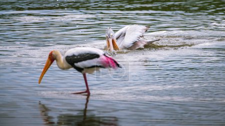 Der Pelikan ist morgens auf Nahrungssuche in der Lagune. Bemalter Storch steht im Vordergrund.