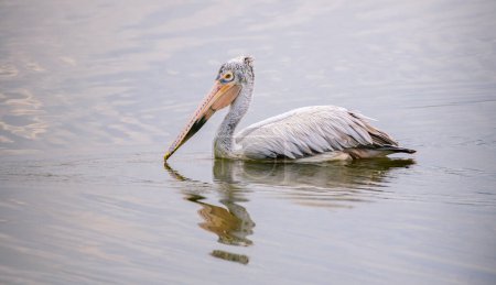 Beautiful Spot-billed Pelican swimming in the lagoon closeup photograph, ripples and reflection on the water surface.