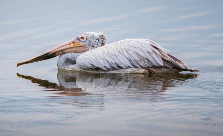 Beautiful Spot-billed Pelican bird swimming in the lagoon closeup photograph, ripples and reflection on the water surface.