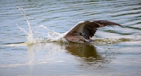 Photo for Spot-billed pelican diving on the lagoon in the morning - Royalty Free Image