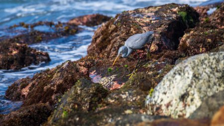 Beautiful Western Reef Heron fishing on the rocky beach, aiming to spear a fish.