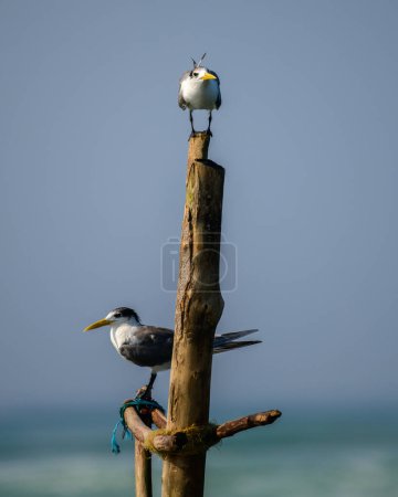 Pair of Greater crested terns perch on a wooden stilt on the sea.