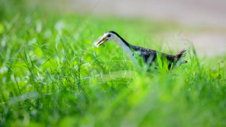 Lindo pechuga blanca Waterhen llevando un grano de arroz en su pico, trayendo comida para los polluelos, caminando a través de la hierba verde.
