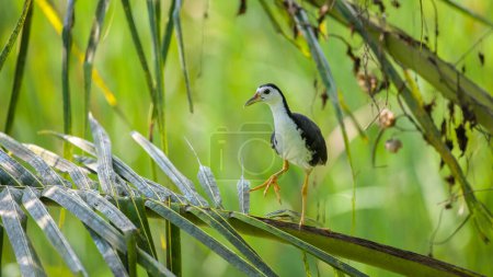 White-breasted Waterhen standing on the fronds.