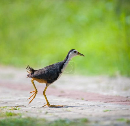White-breasted Waterhen crosses the road to search for food. soft natural bokeh background.