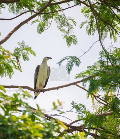 Perche aigle de mer à poitrine blanche sur une branche d'arbre près du réservoir Kumbichchan Kulama. Isolé contre un ciel blanc.
