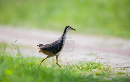 White-breasted Waterhen crosses the road to search for food. soft natural bokeh background.
