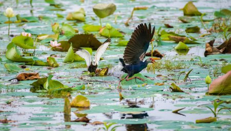 Grey-headed swamphen chased by pheasant-tailed jacana in the lake.