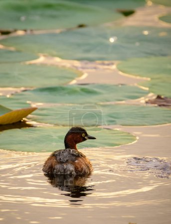 Little grebe bird swims in the lake, sunset golden light shines the waters, lonely grebe in its natural habitat.