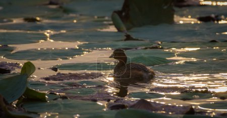 Der kleine Haubentaucher schwimmt frühmorgens. sich schnell durch die Lotusblätter auf dem See bewegen.