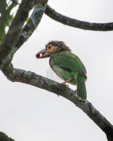 Brown-headed barbet against the white sky, two wild fruits in the beak.