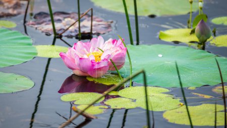 Schöne Nelumbo nucifera Blüte erhebt sich über dem Wasser und schwimmt mit den Lotusblättern.
